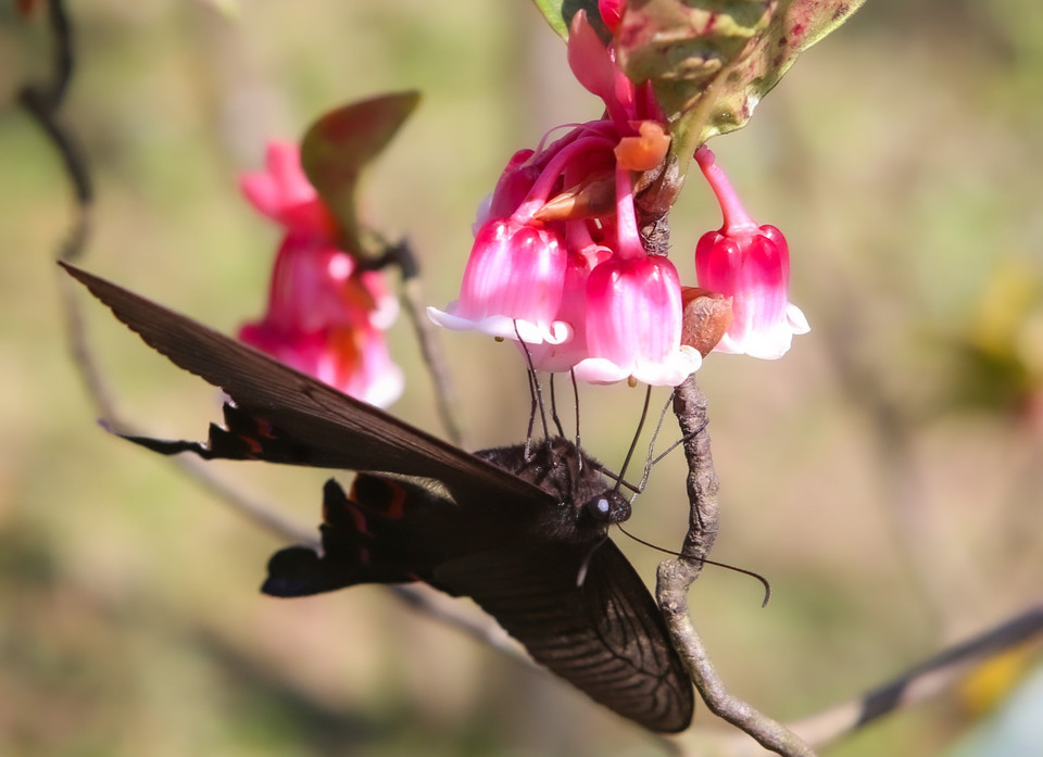 La fragancia y el color de las flores atraen a pájaros y mariposas para recolectar néctar (Fuente: VNA)