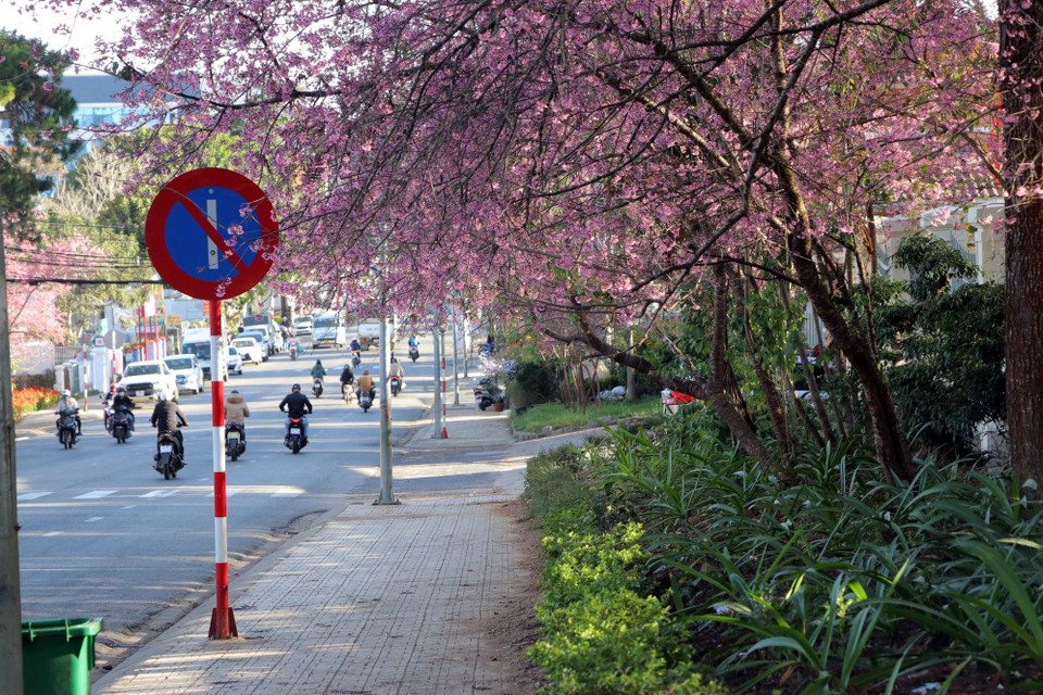  Belleza de las flores de cerezo en las calles de la ciudad neblinosa (Fuente: VNA)