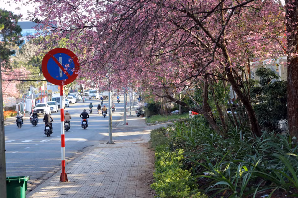  Belleza de las flores de cerezo en las calles de la ciudad neblinosa (Fuente: VNA)