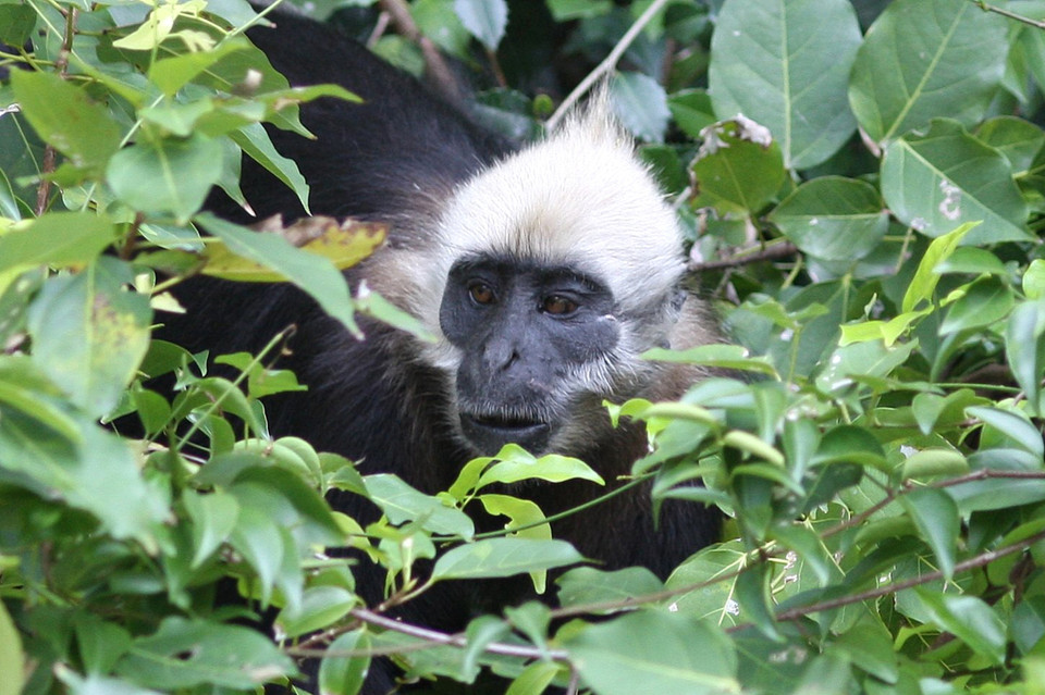 Estos langures sólo se encuentran en los bosques tropicales en Cat Ba (Fuente:VNA)