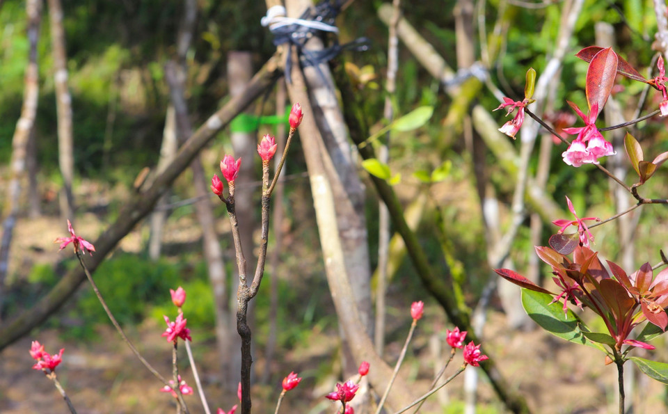 Las flores de durazno con forma de campana muestran la belleza de la vida y la primavera (Fuente: VNA)