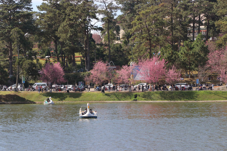 Las flores de cerezo en las calles alrededor del lago de Ho Xuan Huong (Fuente: VNA)