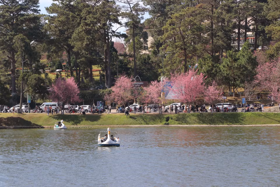 Las flores de cerezo en las calles alrededor del lago de Ho Xuan Huong (Fuente: VNA)