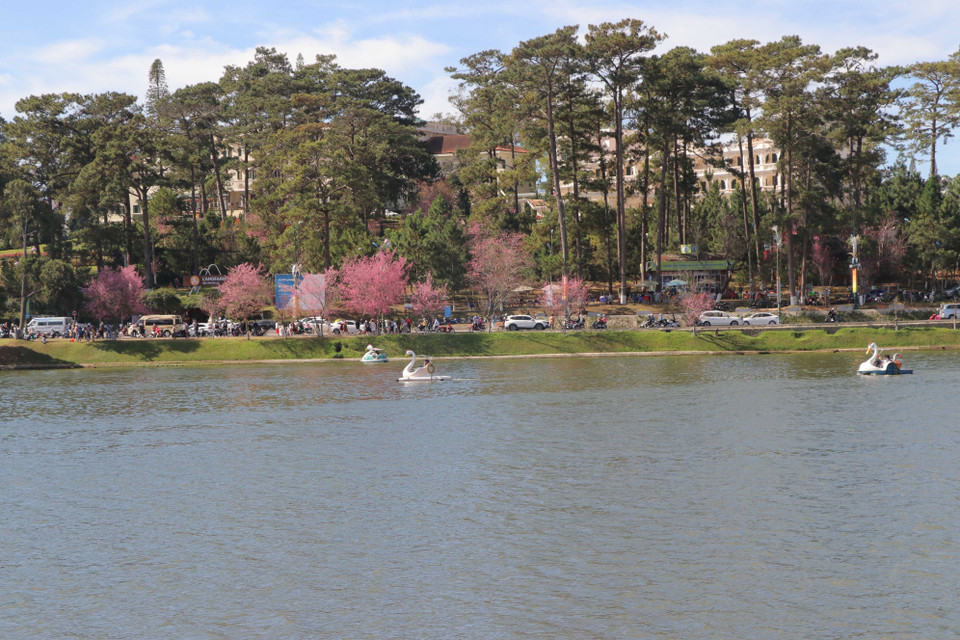 Las flores de cerezo en las calles alrededor del lago de Ho Xuan Huong (Fuente: VNA)