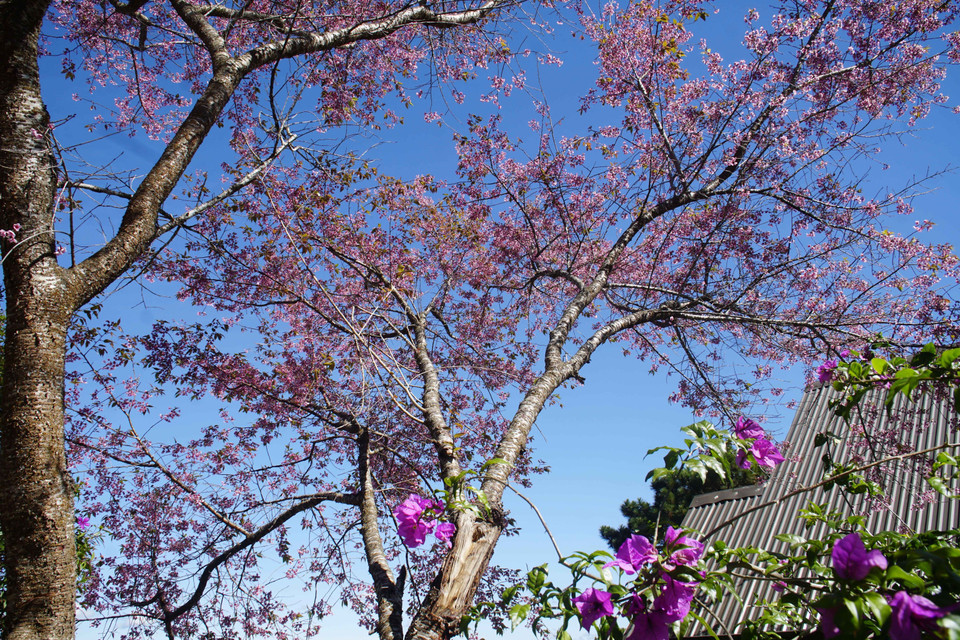 Belleza de las flores de cerezo en las calles de la ciudad (Fuente: VNA)