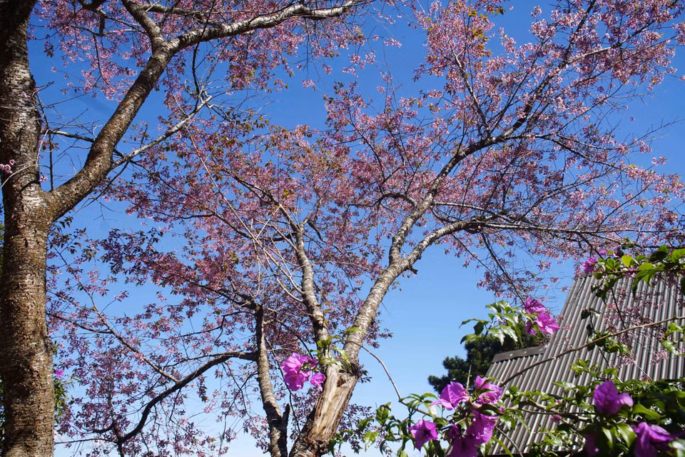 Belleza de las flores de cerezo en las calles de la ciudad (Fuente: VNA)