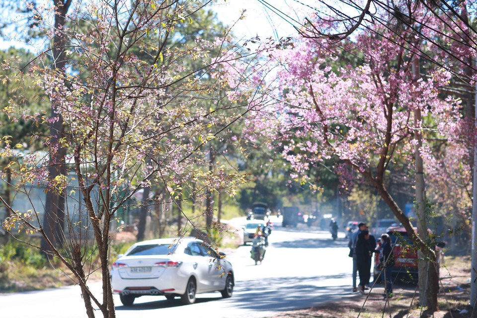 Belleza de las flores de cerezo en las calles de la ciudad (Fuente: VNA)