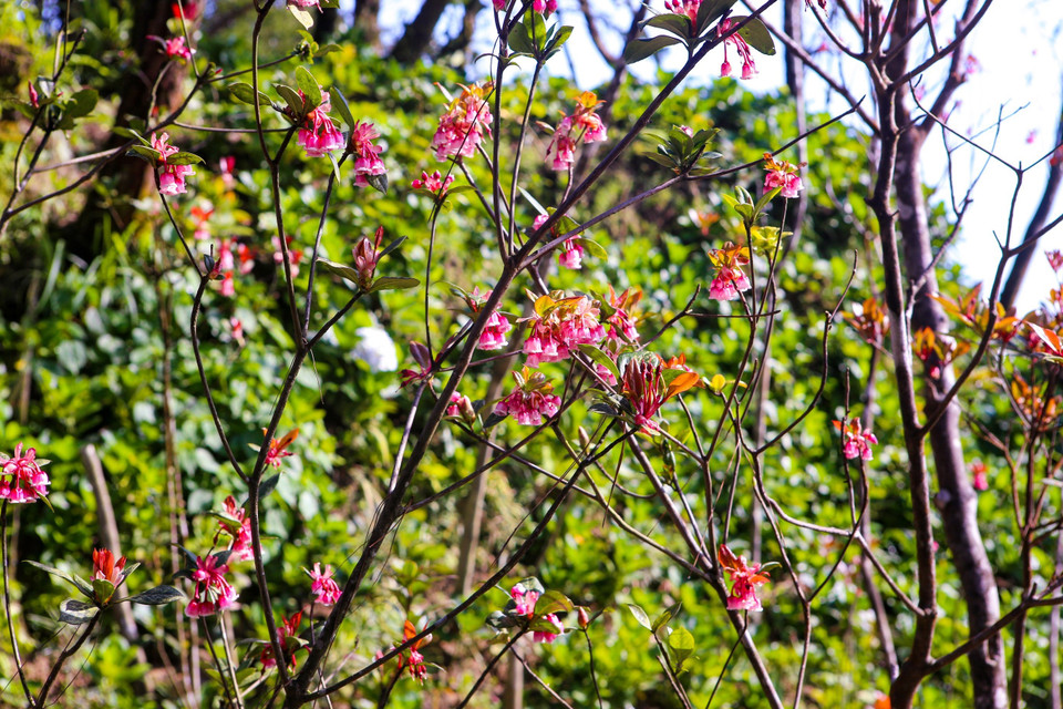 Las flores poseen la forma de campana con los colores de blanco y rosa (Fuente: VNA)