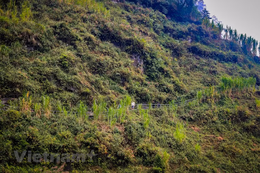 Con el deseo de mostrar gratitud hacia esa hada, los pobladores locales llamaron a la montaña Chua Lanh Gau (que significa la montaña de Hada). En medio del acantilado más alto del lugar, hay una planta medicinal extremadamente rara, que no solo cura todas las enfermedades, sino que también ayuda a las personas a vivir durante cien años. Sin embargo, debido a que está en un acantilado alto, nadie puede trepar para conseguirlo, cualquiera que intente escalarlo caerá al abismo y será arrastrado por el río Nho Que, que figura entre los afluentes más bellos de Ha Giang. Mirando desde arriba, el río luce como un hilo verde que desciende del cielo, escondido en medio de las montañas. (Fuente: Vietnamplus) 