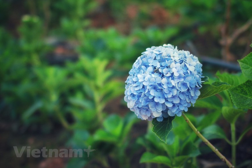 Del mes de noviembre a finales de diciembre de este año, se celebrará el noveno Festival de las Flores de Da Lat para honrar el valor de la floricultura en esta ciudad turística. El festival bienal también tiene como objetivo promover este sector, el turismo y el comercio, así como hacer un llamado a una mayor cooperación e inversión de las empresas nacionales y extranjeros en la localidad. El evento continuará promoviendo la marca de Da Lat como la Ciudad del Festival de las Flores de Vietnam, además de presentar la cultura y la gente de la localidad a los visitantes nacionales e internacionales. (Fuente: Vietnamplus) 