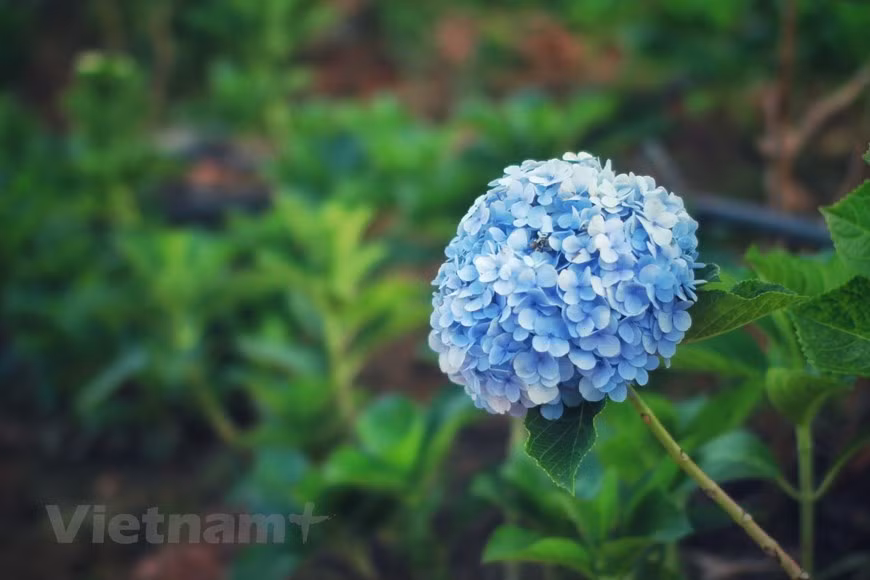 Del mes de noviembre a finales de diciembre de este año, se celebrará el noveno Festival de las Flores de Da Lat para honrar el valor de la floricultura en esta ciudad turística. El festival bienal también tiene como objetivo promover este sector, el turismo y el comercio, así como hacer un llamado a una mayor cooperación e inversión de las empresas nacionales y extranjeros en la localidad. El evento continuará promoviendo la marca de Da Lat como la Ciudad del Festival de las Flores de Vietnam, además de presentar la cultura y la gente de la localidad a los visitantes nacionales e internacionales. (Fuente: Vietnamplus) 