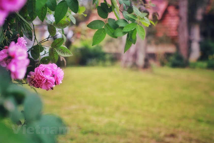 Gracias a las adecuadas condiciones climáticas y del suelo, las hortalizas y las flores crecieron rápidamente, así como los árboles frutales autóctonos de este país asiático. La plantación de las flores se convirtió oficialmente en un comercio en Da Lat en 1938, cuando los inmigrantes de las aldeas tradicionales de flores de Hanoi, Ngoc Ha y Nghi Tam, se establecieron en Ha Dong. El cultivo de flores no solo ha sido un sustento para los lugareños, sino que también ha creado una nueva apariencia para la ciudad de Da Lat, que alberga pueblos, campos, carreteras y villas con plantas que florecen durante todo el año. (Fuente: Vietnamplus)