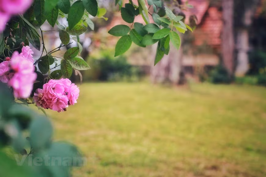 Gracias a las adecuadas condiciones climáticas y del suelo, las hortalizas y las flores crecieron rápidamente, así como los árboles frutales autóctonos de este país asiático. La plantación de las flores se convirtió oficialmente en un comercio en Da Lat en 1938, cuando los inmigrantes de las aldeas tradicionales de flores de Hanoi, Ngoc Ha y Nghi Tam, se establecieron en Ha Dong. El cultivo de flores no solo ha sido un sustento para los lugareños, sino que también ha creado una nueva apariencia para la ciudad de Da Lat, que alberga pueblos, campos, carreteras y villas con plantas que florecen durante todo el año. (Fuente: Vietnamplus)