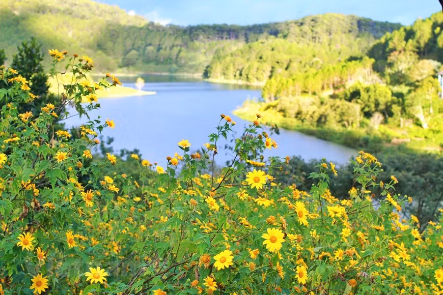 Cada año, Da Lat importa entre 50 y 90 millones de plantas, ramos, semillas, bulbos y tubérculos de nuevas variedades para su análisis y producción. Los dirigentes de la ciudad esperan que para 2030, al menos el 30 por ciento de las variedades de flores y vegetales, cumplan con los requisitos de derechos de autor para la exportación, y el 90 por ciento de los productores de variedades de vegetales y flores apliquen métodos de alta tecnología a sus cultivos. Los productores de flores en Da Lat han emprendido investigaciones para producir variedades de plantas y han tenido resultados alentadores, incluyendo Pan-Hulic, Dalat Hasfarm y Dalat Flower Forest Biotechnology Corporation. (Fuente: Vietnamplus) 