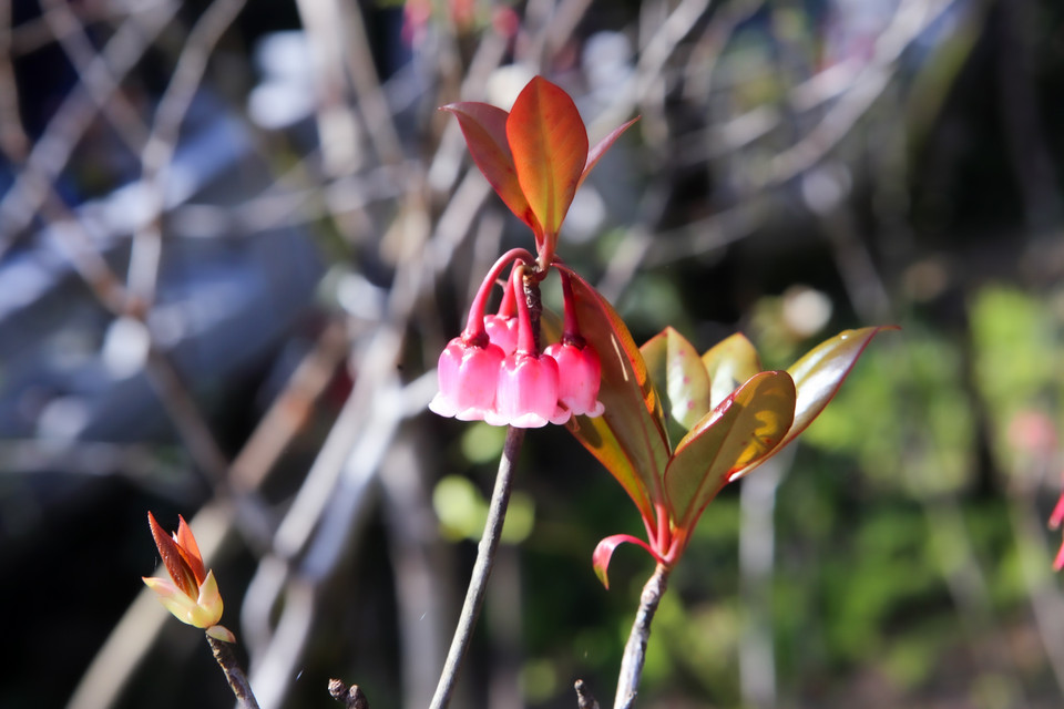 La belleza de las flores de durazno con forma de campana bajo el sol de la primavera (Fuente: VNA)
