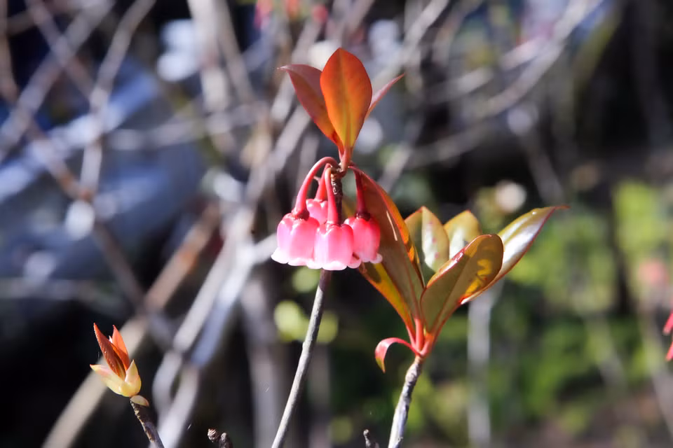 La belleza de las flores de durazno con forma de campana bajo el sol de la primavera (Fuente: VNA)