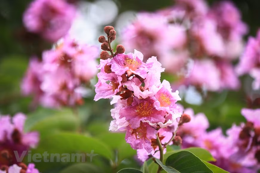Flores de Bang lang exhiben diversos tonos del color purpura (Fuente:Vietnamplus)