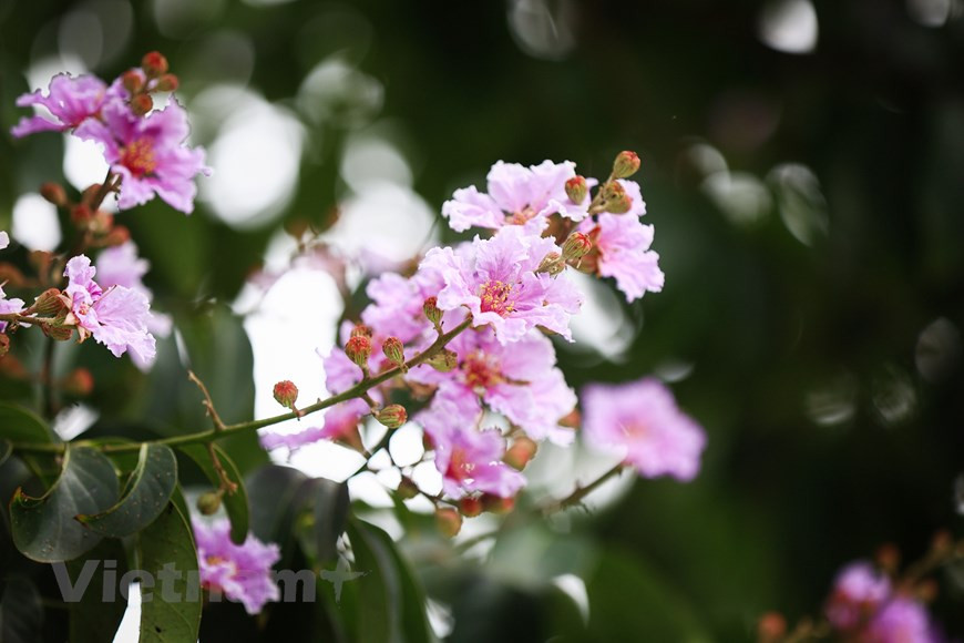 Esas flores no tienen perfume, por lo tanto, aprovechan su belleza para contribuir a colorear la vida (Fuente:Vietnamplus)