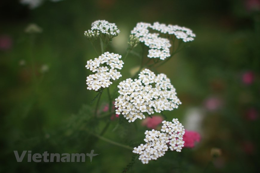La ciudad vietnamita de Da Lat ocupa el tercer puesto entre los destinos favoritos del mundo para contemplar flores, de acuerdo con la plataforma turística Booking.com. Conocida como “la ciudad de miles flores”, Da Lat posee numerosos parques, granjas y festivales florales. Los visitantes son conquistados por el aroma de margaritas, lirios, orquídeas y otras flores que emanan colores y olores en sus jardines. Entre estos, acaso los más llamativos podrían ser el de lavanda, al lado del lago Tuyen Lam; el de girasoles en la granja de la empresa láctea Dalat Milk; el de hortensias Trai Mat y los de flor del cerezo existentes en varias calles. (Fuente: Vietnamplus) 
