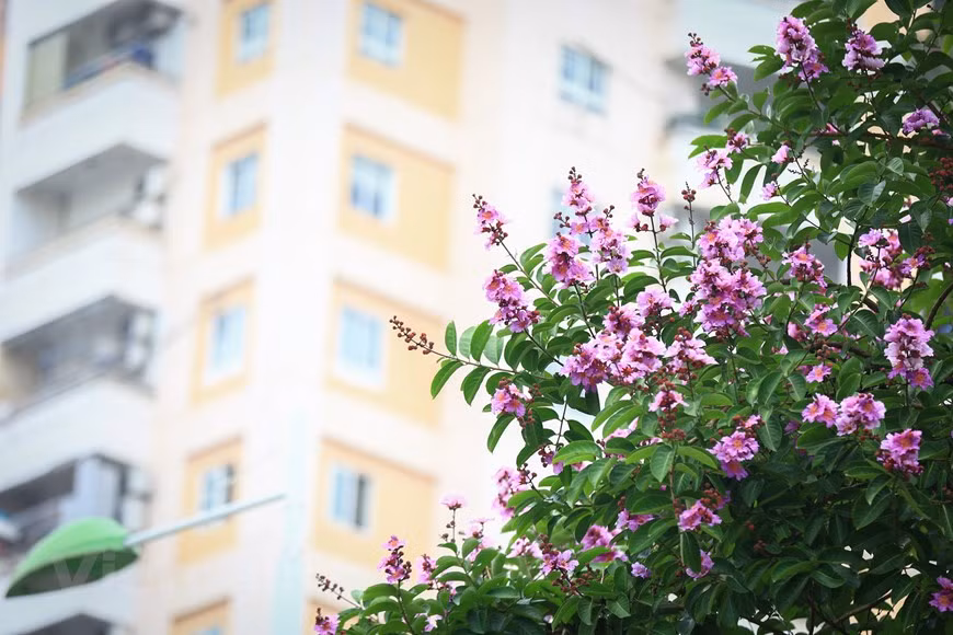 Esas flores ofrecen momentos románticos que indican la llegada del verano (Fuente:Vietnamplus)