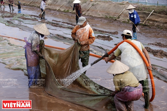 Los trabajadores en la zona de cría de almejas de reproducción en la comuna de Nam Thinh, Tien Hai, ganan unos 200 mil dongs al día. 