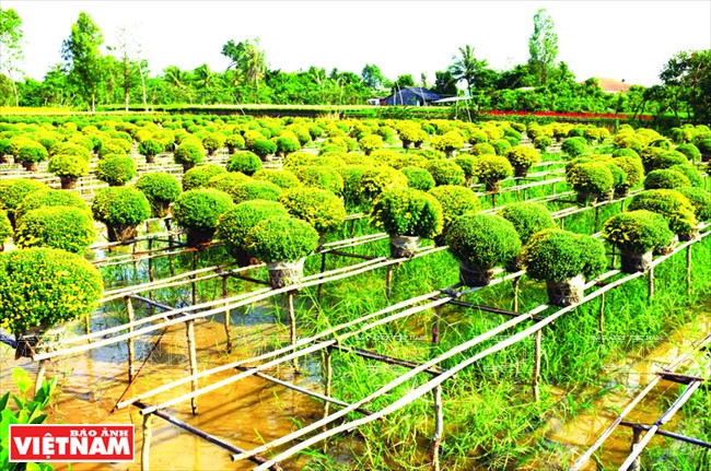 El pueblo de Tan Quy Dong en Sa Dec, Dong Thap, es la mayor zona de cultivo de flores en el sur. Durante los días antes del Tet, el pueblo se ve colorido con diferentes tipos de flores (Fuente: VNA)