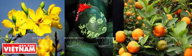 Las flores amarillas del albaricoque, el melón y el quinoto son las especialidades preferidas de los vietnamitas durante el Tet (Fuente: VNA)