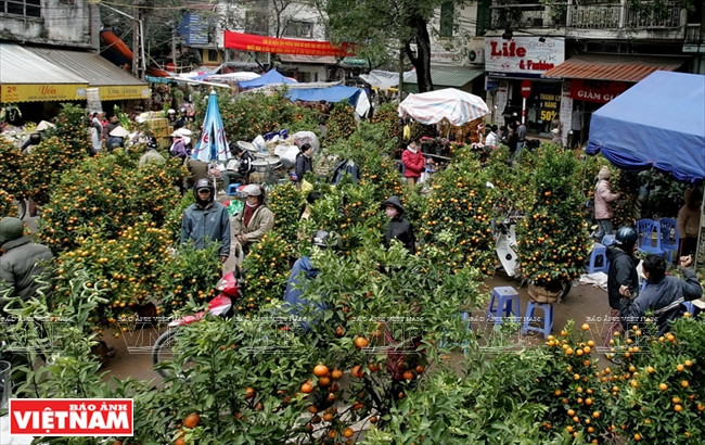 Flores de durazno y árboles quinoto se venden en el mercado de flores en la calle Hang Luoc, Hanoi (Fuente: VNA)