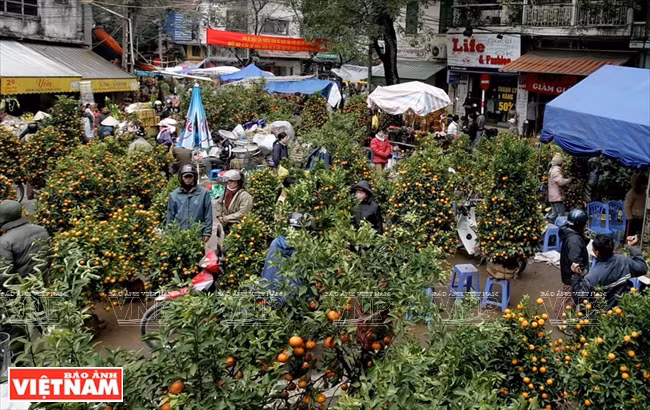Flores de durazno y árboles quinoto se venden en el mercado de flores en la calle Hang Luoc, Hanoi (Fuente: VNA)