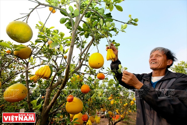 Le Duc Giap, agricultor del distrito de Thanh Oai, Hanoi, ha injertado con éxito cinco árboles frutales de pomelos, naranjas, mandarinas, quinoto y manos de Buda para satisfacer la demanda de los clientes (Fuente: VNA)