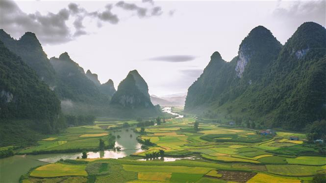 La temporada de maduración del arroz en el distrito de Trung Khanh, en la provincia norteña de Cao Bang, atrae a los visitantes a esta localidad. (Foto: VNA)