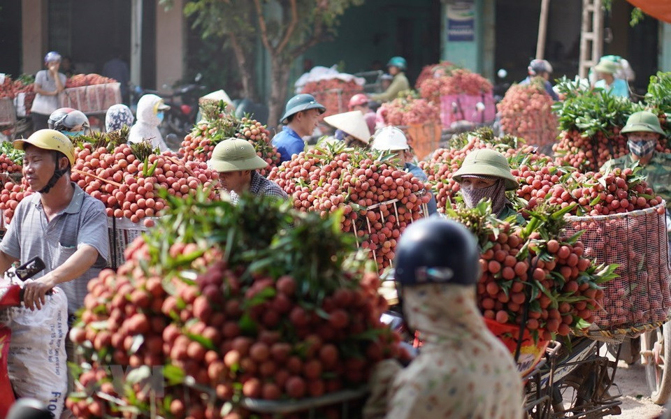 Trasladan lichi para la venta en el mercado Kim, comuna de Phuong Son, distrito de Luc Ngan. (Fuente: VNA)