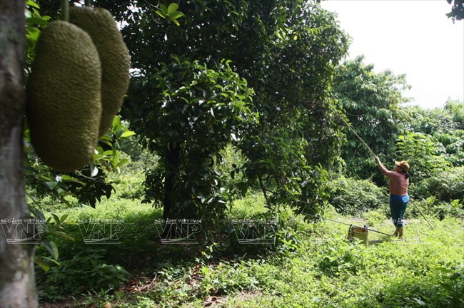 El río Saigón fertiliza incansablemente la tierra local, donde se encuentran muchas huertas con edad de 100 – 200 años. (Fuente: VNA)