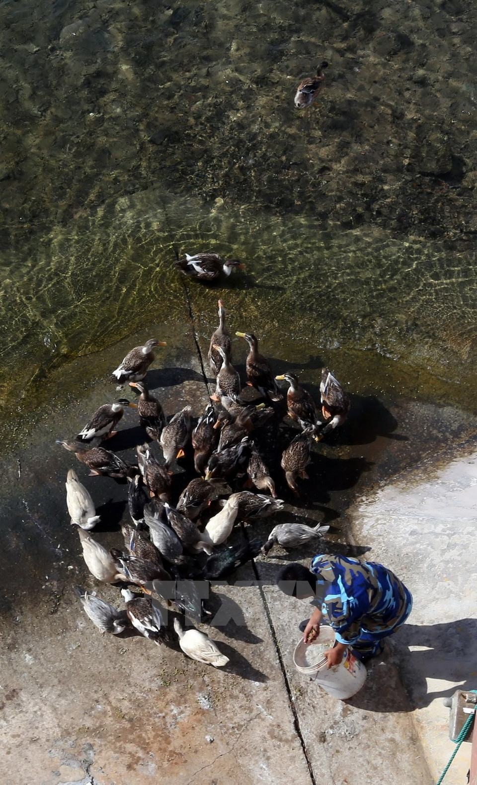 Soldados vietnamita en la isla Thuyen Chai C crían también aves de corral(Fuente: VNA)