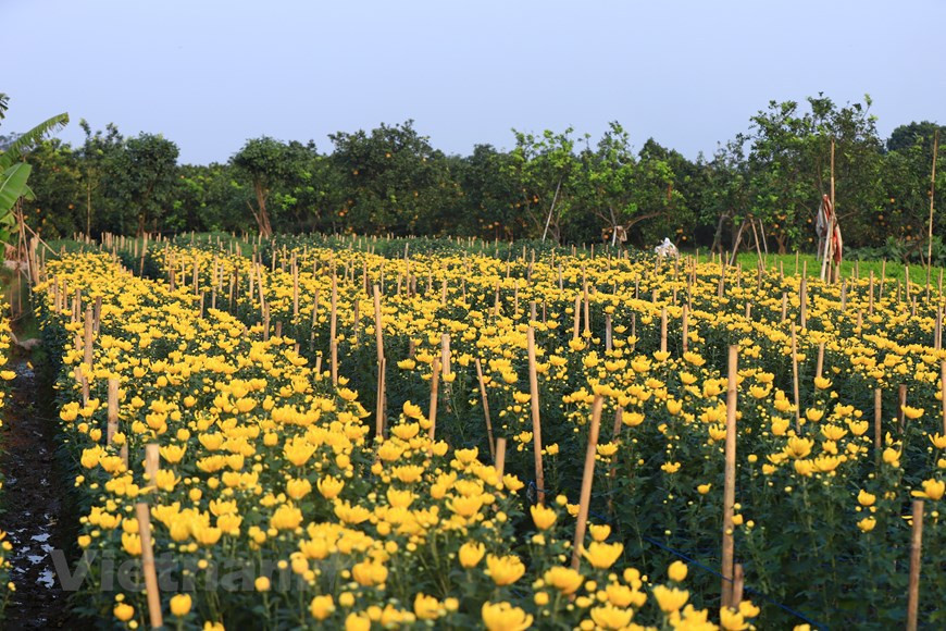 Las flores que florecen temprano se cortan para la preventa (Fuente: Vietnam +)