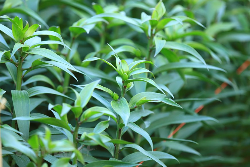 Los lirios son fáciles de cuidar. Sin embargo, este tipo de flor florecerá rápidamente si el clima es cálido y soleado (Fuente: Vietnam +)