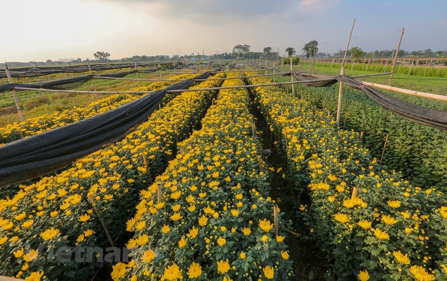 La aldea floral de Tay Tuu, en el distrito de Bac Tu Liem, en Hanoi, es uno de los principales proveedores de flores de la capital, especialmente para el próximo Año Nuevo Lunar (Fuente: Vietnam +)
