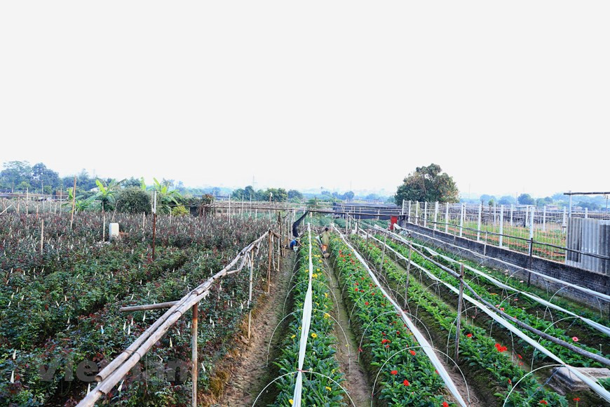 La aldea de flores de Tay Tuu, en el distrito de Bac Tu Liem, en Hanoi, es el “cuenco floral” más grande de la región norteña de Vietnam. En estos días, los agricultores están ocupados cuidando sus cultivos para la mayor cosecha de flores del año (Fuente: Vietnam +)