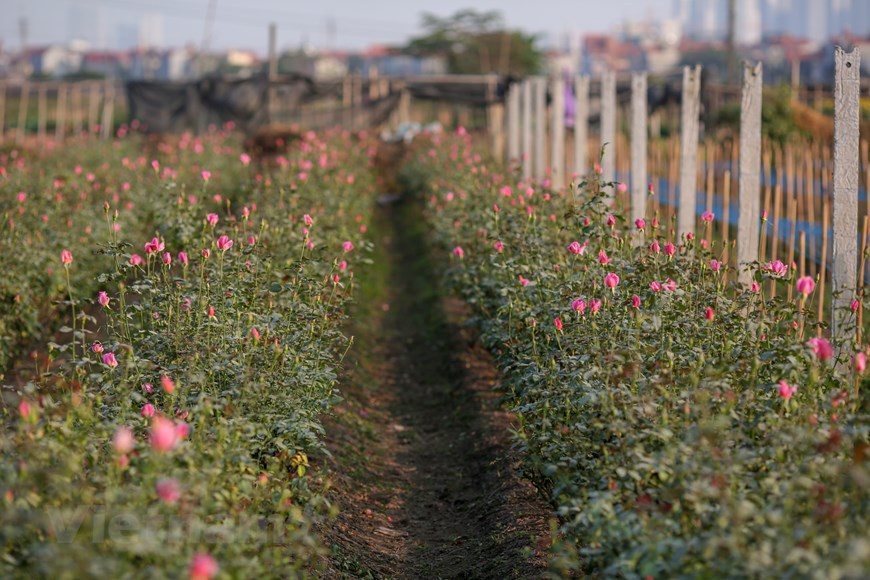 El jardín de rosas en la aldea floral de Tay Tuu (Fuente: Vietnam +)