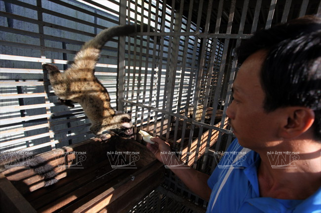 Además de comer frutos en la naturaleza, los visones se alimentan en jaulas con todos los nutritivos necesarios.