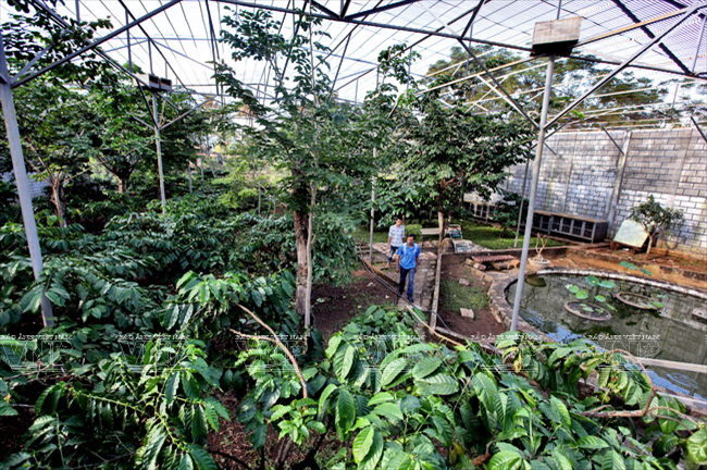 Cafetales de la empresa Kien Cuong