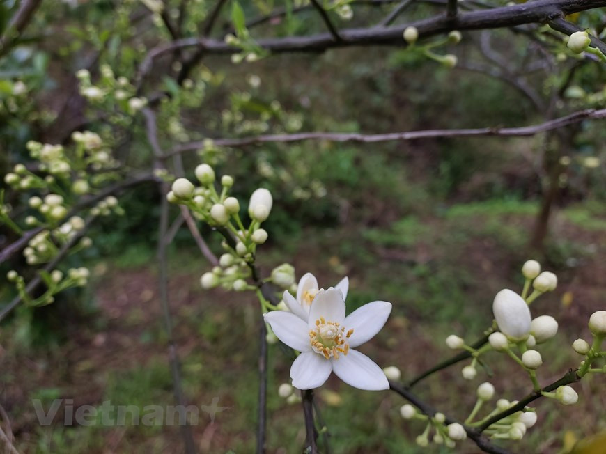 Después de las festividades por el Año Nuevo Lunar (Tet), los huertos de naranjas fuera de temporada en la meseta de Moc Chau, en la provincia norteña vietnamita de Son La, entran en la etapa de cosecha. Los turistas pueden visitar el campo de naranjos en la ladera de las montañas, recoger con sus propias manos las frutas maduras y disfrutar el dulce sabor de la naranja. A finales de enero, Moc Chau ya no puede ostentar las bellas flores de melocotón ni de ciruelo chino, pero sigue atrayendo a los visitantes con sus huertos de naranjos cargados de frutas intercaladas con ramas de azahar de color blanco puro. (Foto: Vietnam+)