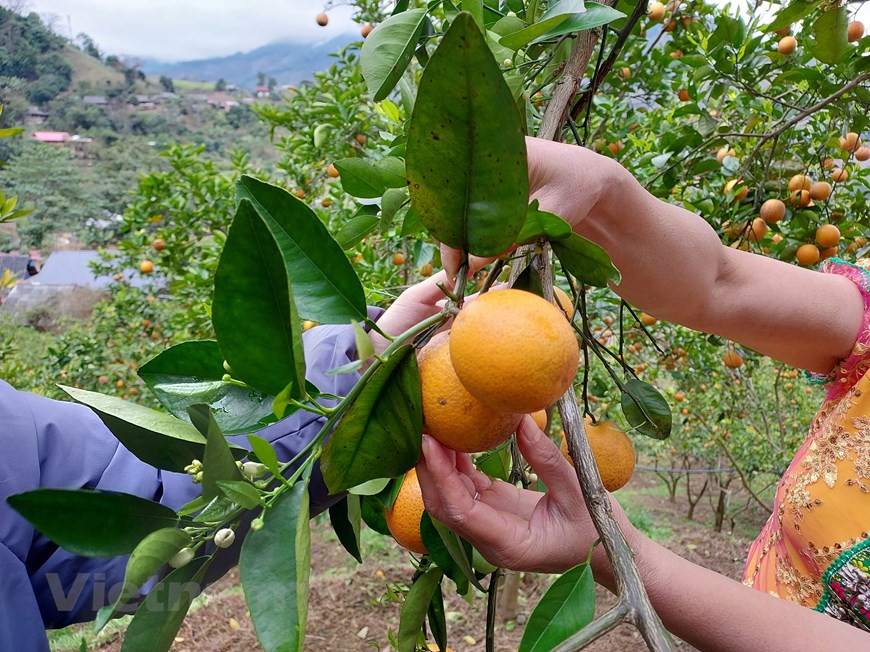 Normalmente, los pobladores cultivan variedades de naranja fuera de temporada en la comuna de Suoi Bang, distrito de Moc Chau, provincia norteña de Son La. Gracias a la característica de maduración tardía, las naranjas de Suoi Bang ganan mayor valor en esta época. Los comerciantes vienen a comprar al jardín por 30 mil VND (1,3 dólares) el kilogramo. Las frutas no son grandes pero sí dulces y jugosas. La principal temporada de cosecha de naranjas comienza antes de las celebraciones del Año Nuevo Lunar; sin embargo, debido a la alta producción, el precio se mantiene bajo. Después del Tet, viene la temporada baja de la naranja. (Foto: Vietnam+)