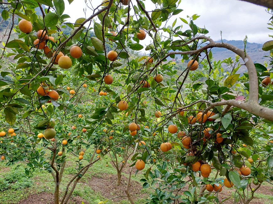 Moc Chau ha sido durante mucho tiempo uno de los destinos más atractivos de la región norte. La meseta ostenta cuatro estaciones con clima templado. Disfrutando de la belleza natural y el clima fresco durante todo el año, la gente de Moc Chau desarrolla productos de turismo comunitario y brinda servicios de alojamiento para satisfacer la demanda de muchos visitantes. Además, el clima templado y las condiciones edafoclimáticas son favorables para el cultivo de diversas plantas, especialmente del té. Al venir aquí, los visitantes pueden admirar enormes parcelas de té verde, y además alquilar o comprar coloridos trajes tradicionales de las etnias locales para tomar fotografías. (Foto: Vietnam+)