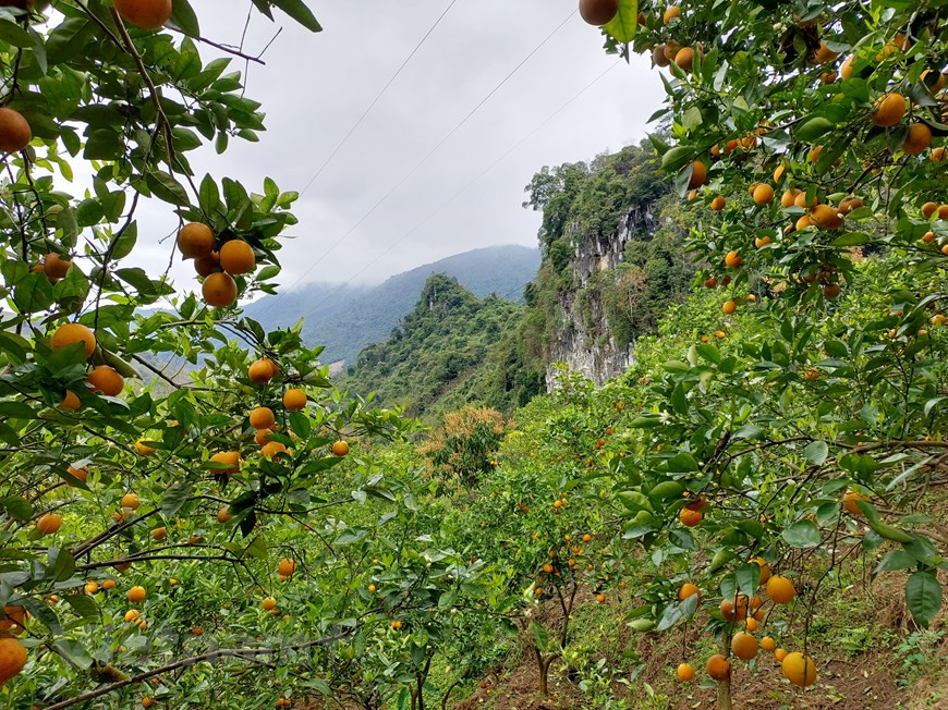 Quienes decidan hacer turismo en Moc Chau disfrutarán del aire fresco en la meseta y tendrán experiencias inolvidables en los destinos más atractivos de la localidad. Un día en Moc Chau dejará huellas maravillosas en el corazón de cada visitante. En la mañana, Moc Chau es tranquila. La frescura del clima aquí deleita a la gente. Ubicada a mil 50 metros sobre el nivel del mar con un clima semi-moderado, la meseta Moc Chau constituye un destino ideal para los turistas con diversos servicios recreativos, entre ellos, el descubrimiento de la naturaleza para disfrutar la belleza de la denominada: “tierra de las flores”. (Foto: Vietnam+)