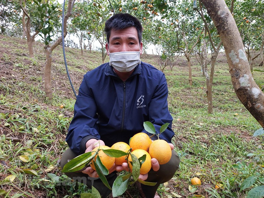 Como la compraventa de sus productos está garantizada, los pobladores de Suoi Bang se han sentido seguros en los últimos años al realizar sus labores agrícolas, ya no se preocupan por la presión del precio o la imposibilidad de vender. Dinh Cong Lieu dijo que su familia posee tres hectáreas de naranjos en la colina. Todos los días, el agricultor revisa si el árbol tiene plagas o enfermedades y poda las hojas viejas y la fruta dañada. Para que las naranjas alcancen el tamaño estándar, cortará las flores y los frutos pequeños, manteniendo solo cierta cantidad de frutos para que cada árbol produzca de 50 a 70 kilogramos de frutos maduros cada temporada. (Foto: Vietnam+)