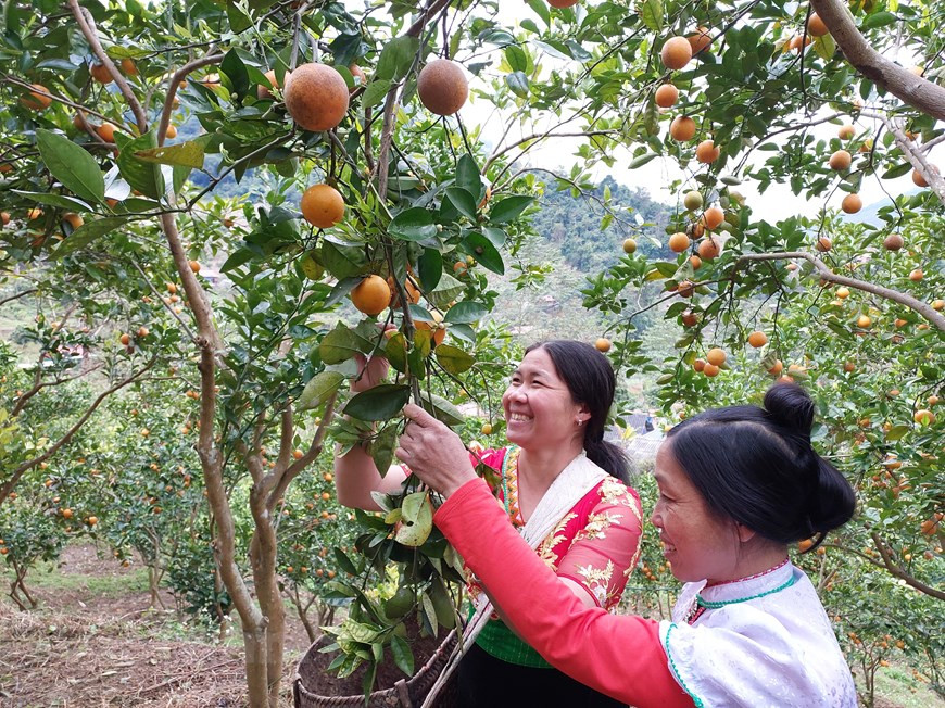 Al salir el sol cada mañana, con una cesta en la espalda o en la cadera, las mujeres de la etnia minoritaria de Thai recogen naranjas. Gracias a la transformación de los campos de cultivo de maíz y arroz en naranjos fuera de temporada, la vida de las personas en la comuna de Suoi Bang, distrito de Moc Chau, provincia de Son La, ha mejorado gracias a los importantes beneficios de la venta de los frutos. Además, los jardines de naranjos también atraen a muchos visitantes a este lugar para tomarse fotos. El turismo en los huertos de naranjos ayuda a aumentar los ingresos de los agricultores locales. (Foto: Vietnam+)