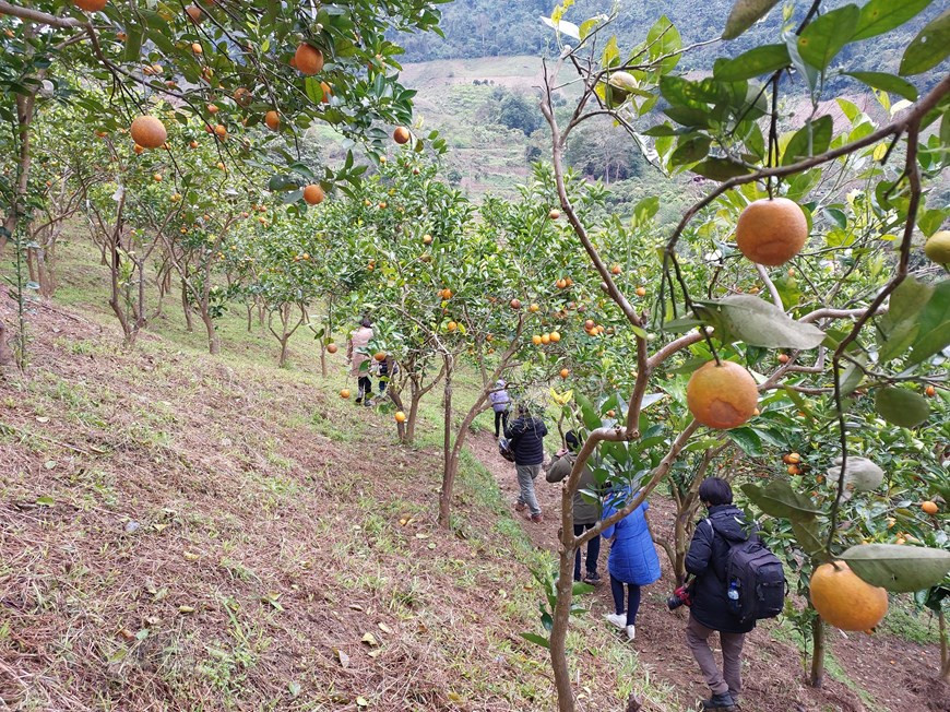 Tras la significativa etapa del Año Nuevo Lunar, los visitantes de Moc Chau pueden experimentar cómo las personas cuidan los naranjos de acuerdo con los estándares de buenas prácticas agrícolas vietnamitas VietGAP y cómo cosechan manualmente las frutas maduras. Los agricultores cultivan la naranja de Moc Chau mediante el método orgánico, sin rociar pesticidas o herbicidas. Por el contrario, también crean hierba debajo de la raíz del árbol para tener una capa de humus natural, con el propósito de mantener la humedad y los nutrientes para los naranjos. Si el árbol tiene plagas, se rocía con ajo, chile y canela. Las hojas viejas y dañinas deben podarse a tiempo. (Foto: Vietnam+)