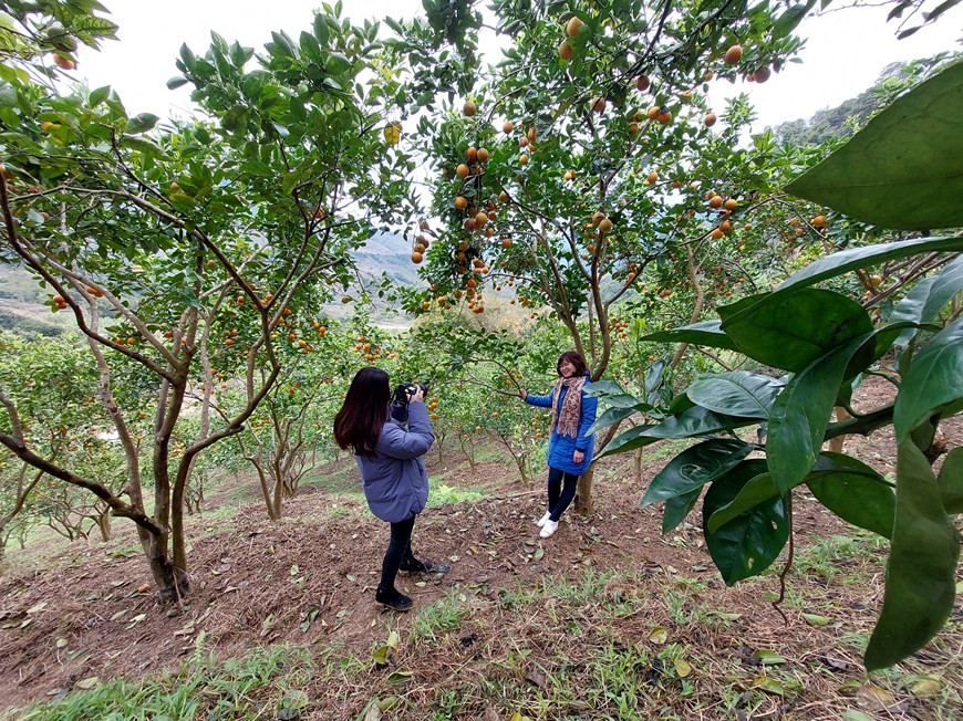 Cuando el árbol comienza a florecer, el agricultor debe prestar atención a regar más productos biológicos para proteger las flores, porque si no se cuidan debidamente, se caerán cuando llueva. En la temporada de cosecha, cada naranjo da de 50 a 70 kilogramos de frutas. Las naranjas ecológicas de Suoi Bang devienen una especialidad del distrito de Moc Chau, junto con los ciruelos chinos y fresas. Los jardines de naranjas del pueblo Am en la ladera de la montaña, con un paisaje poético, atraen a un gran número de visitantes. A estos últimos les encanta hacerse fotos junto a los naranjos llenos de frutas. (Foto: Vietnam+)