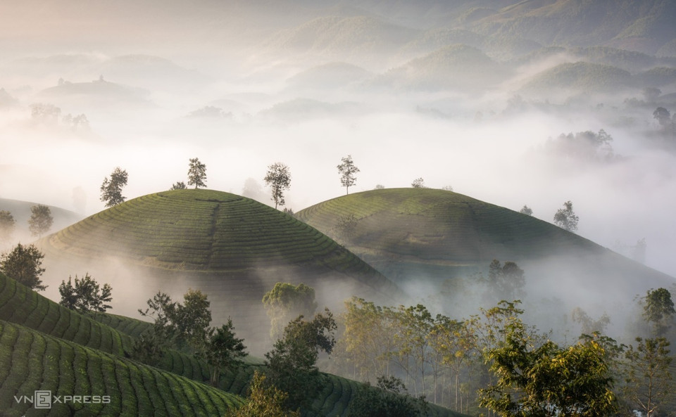 Al llegar a Phu Tho, los visitantes pueden optar por un recorrido para explorar las colinas del té de Long Coc, en el parque nacional Xuan Son, y permanecer unos días en este lugar para conocer mejor la cultura de la etnia minoritaria de Muong (Fuente: VNA)
